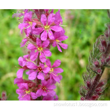 Lythrum salicaria Extract